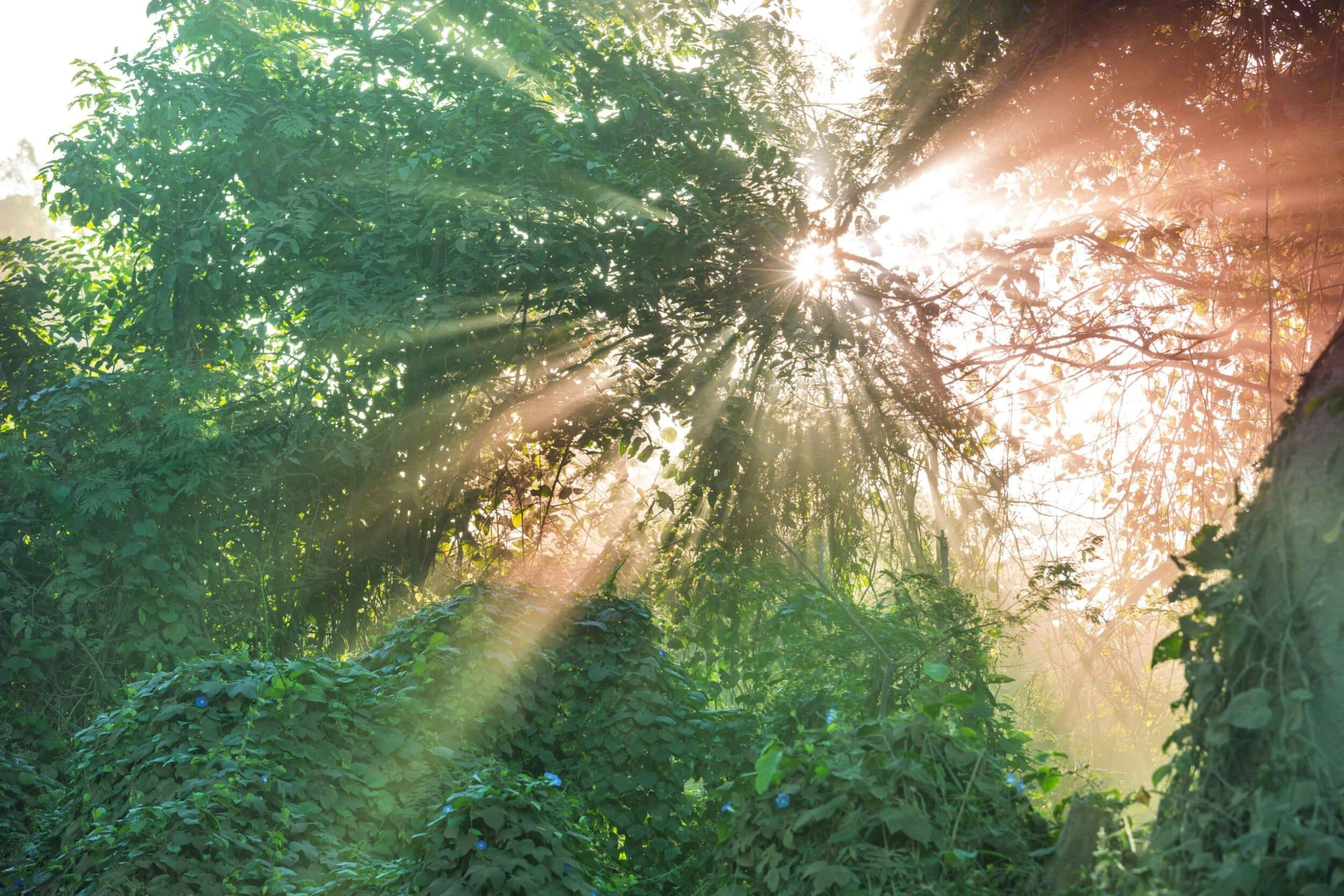 Calming light representing stress recovery and nervous system balance