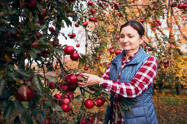 photo of a woman picking apples